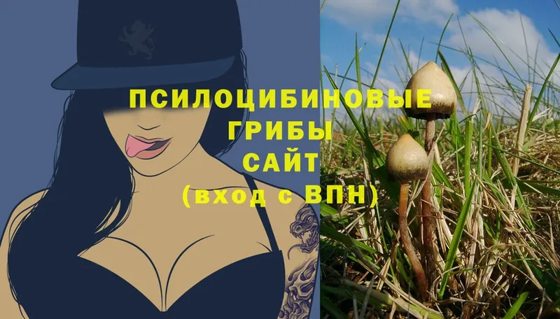 Псилоцибиновые грибы Magic Shrooms  Новороссийск 